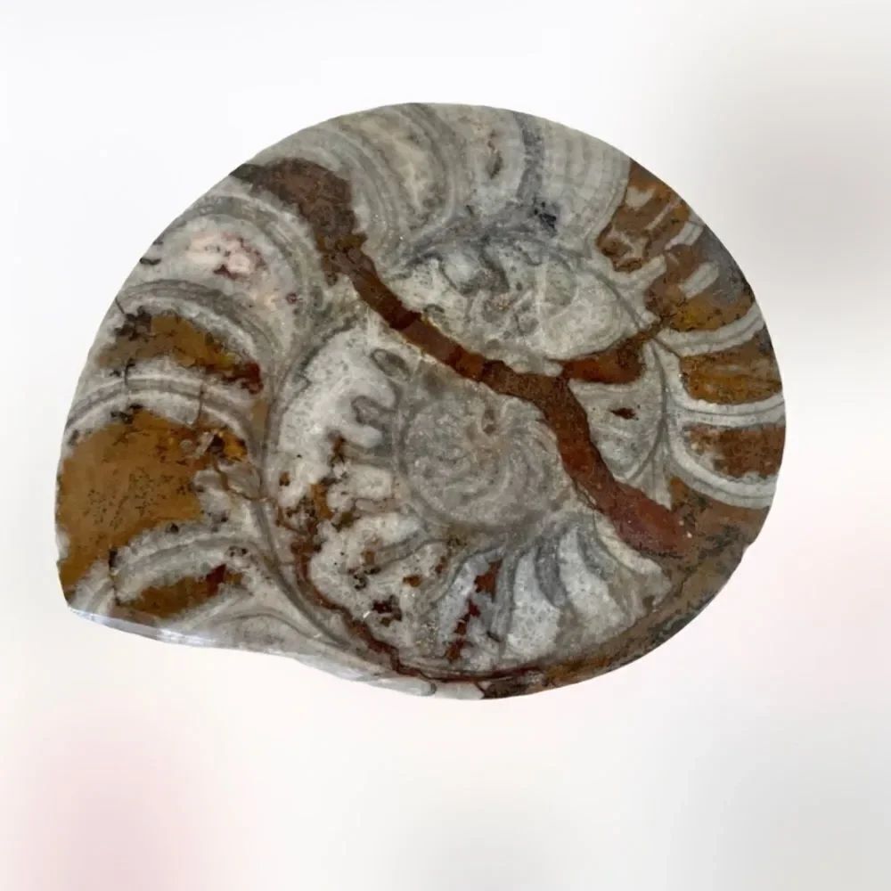 Snail Ammonites fossil canvas print